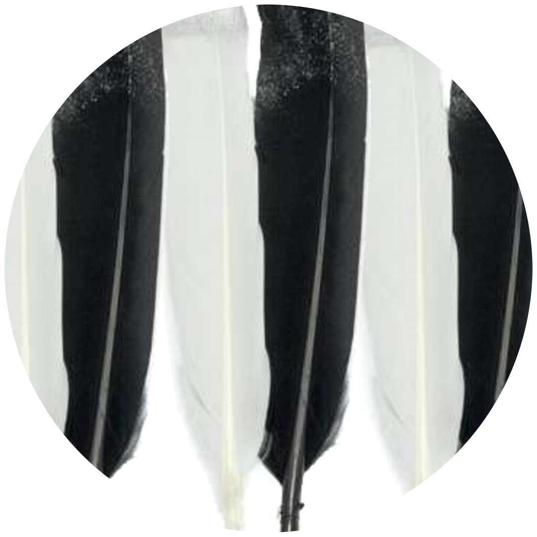 Piórka dekoracyjne "Posrebrzane", biało-czarne, Aliga, 16,5 cm, 6 szt