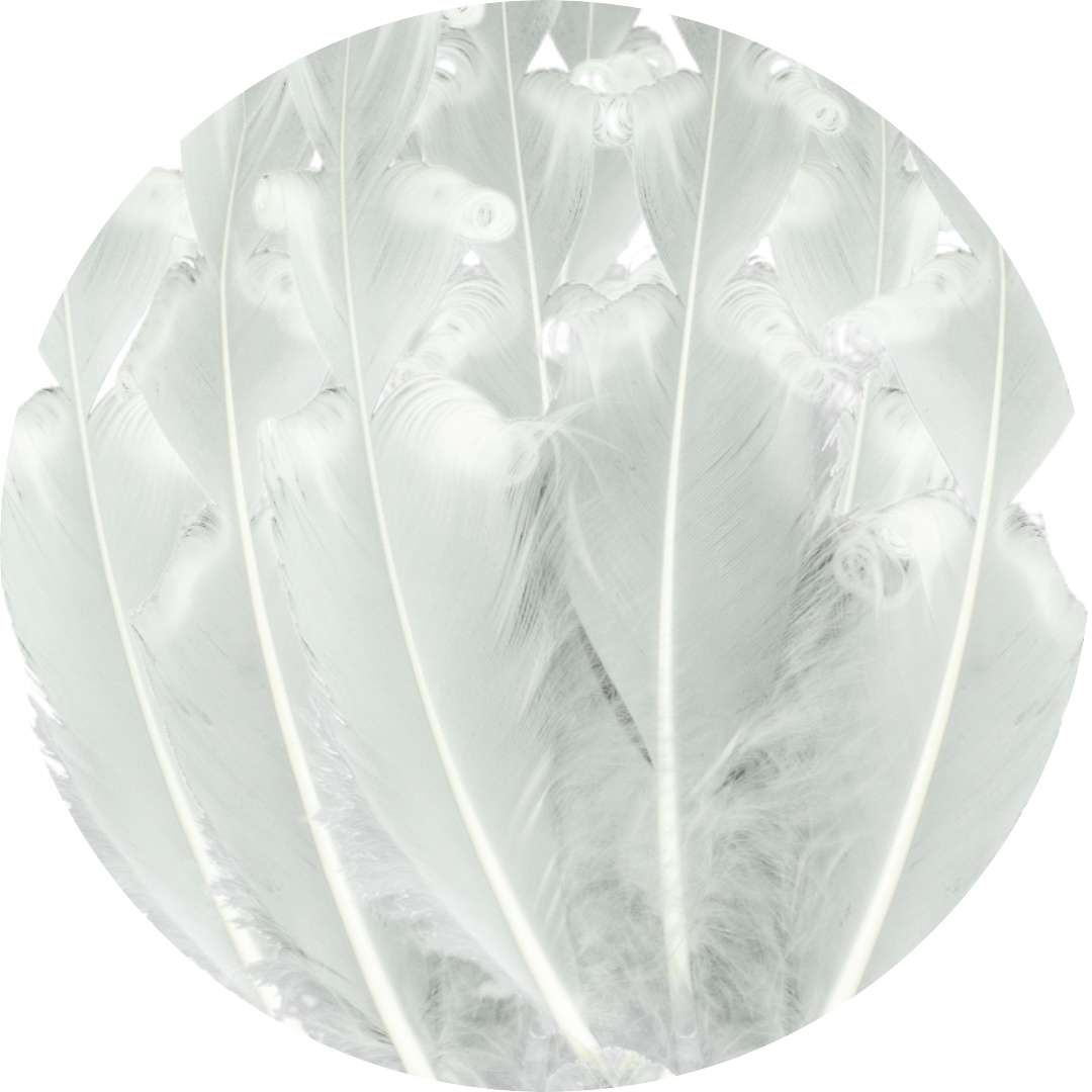 Piórka dekoracyjne "Zakręcone", białe, Aliga, 20 cm, 12 szt